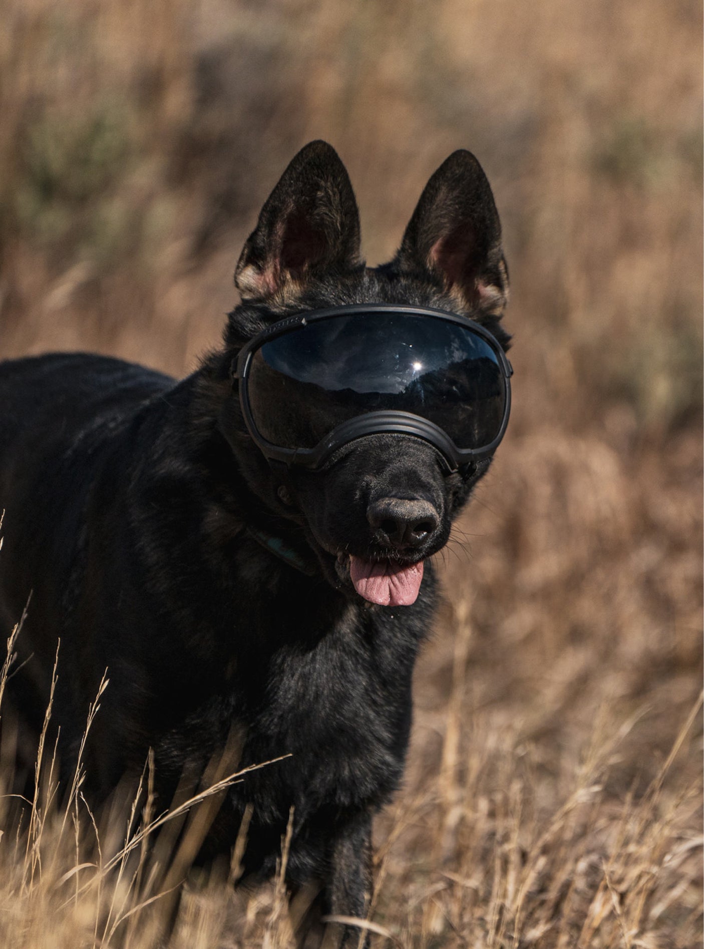 Goggles for Dogs - V2