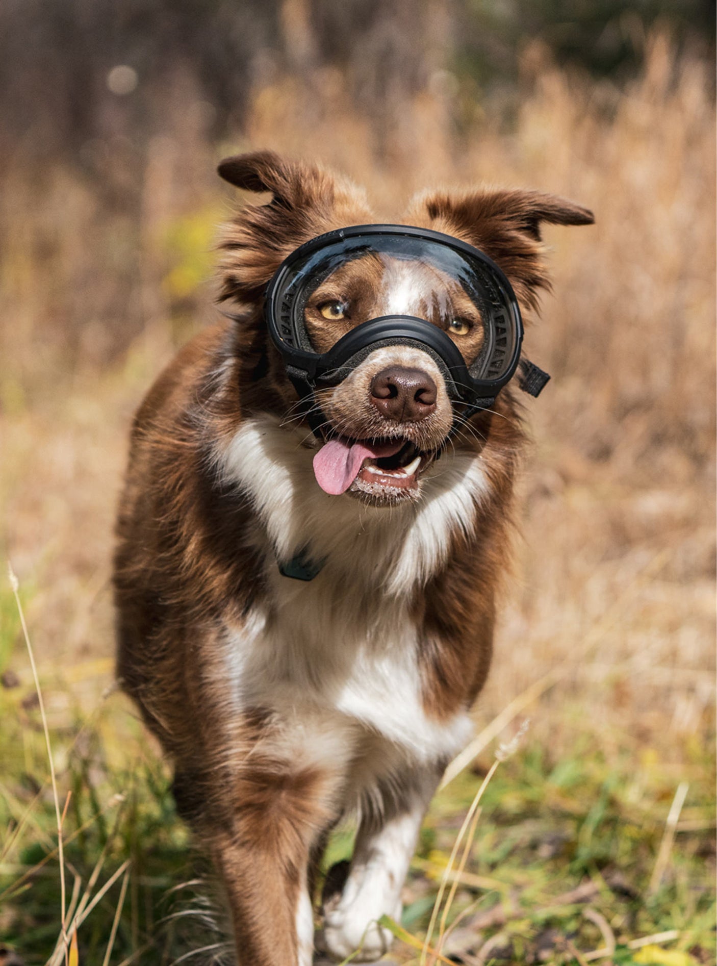 Goggles for Dogs - V2