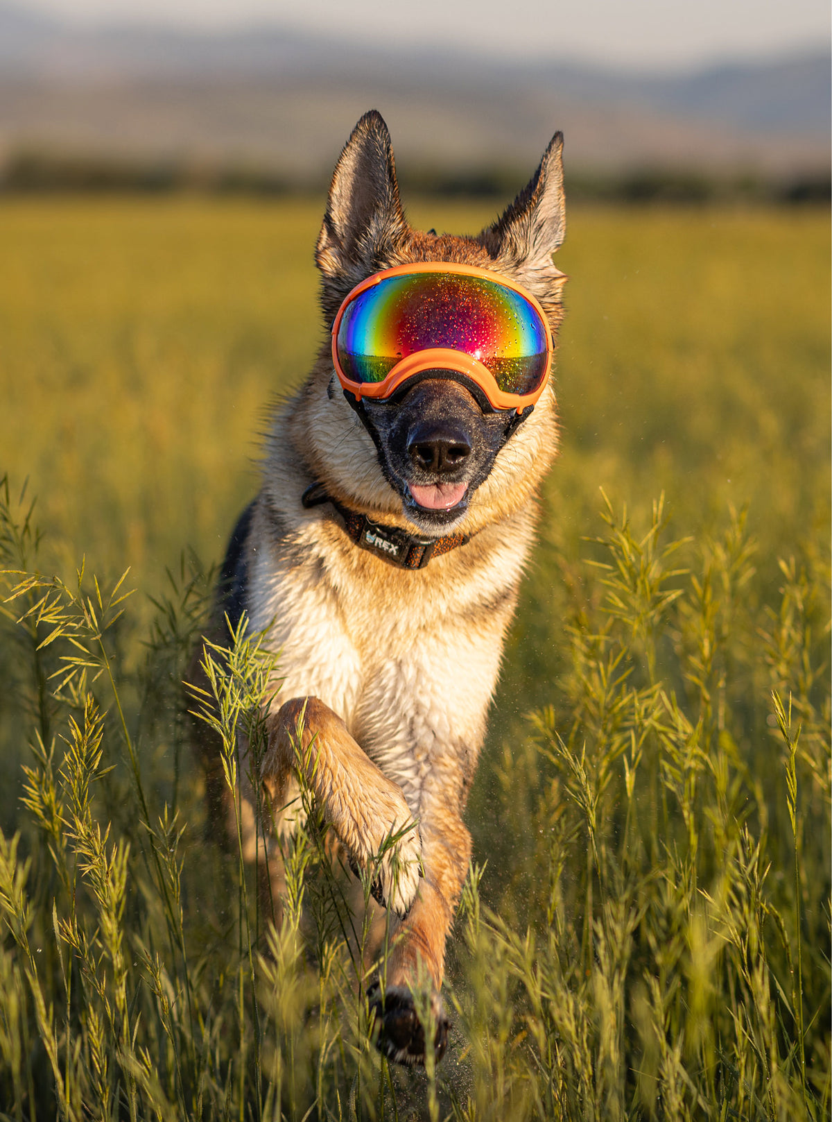 Goggles for Dogs - V2