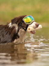 Goggles for Dogs - V2