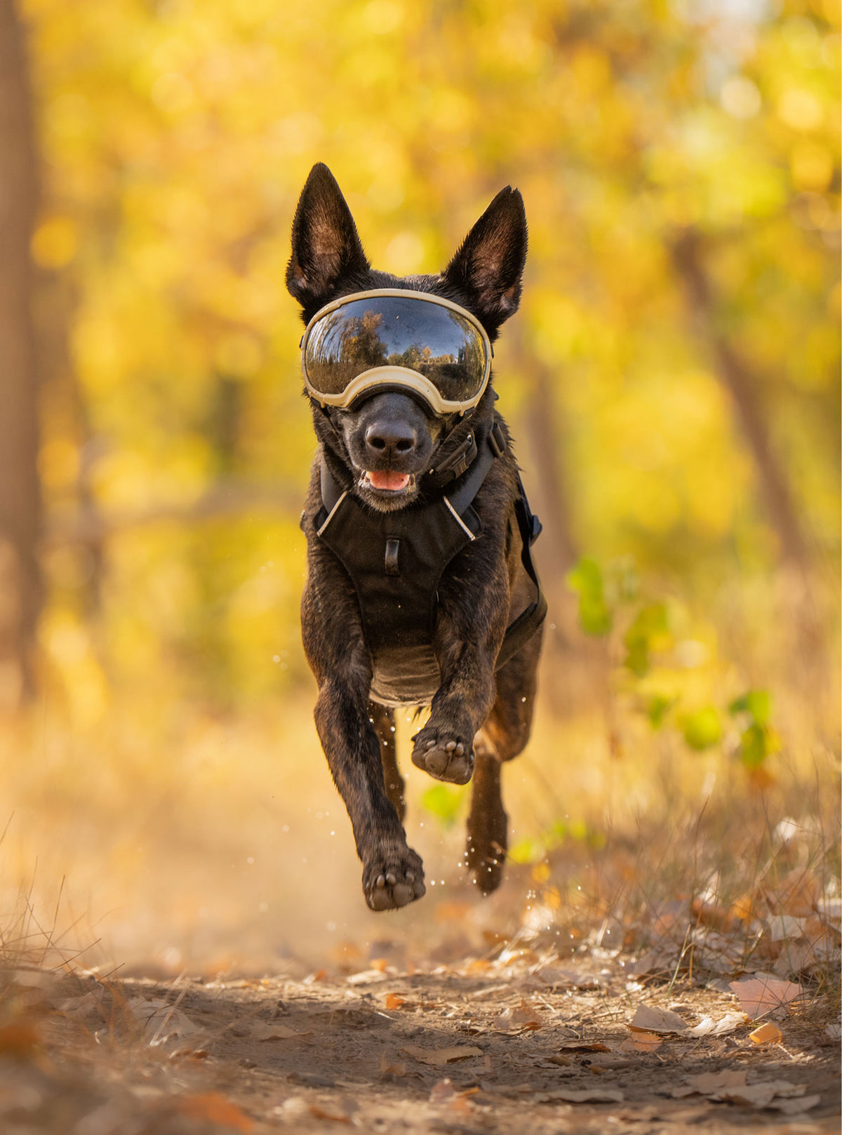 Goggles for Dogs - V2