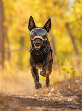 Goggles for Dogs - V2