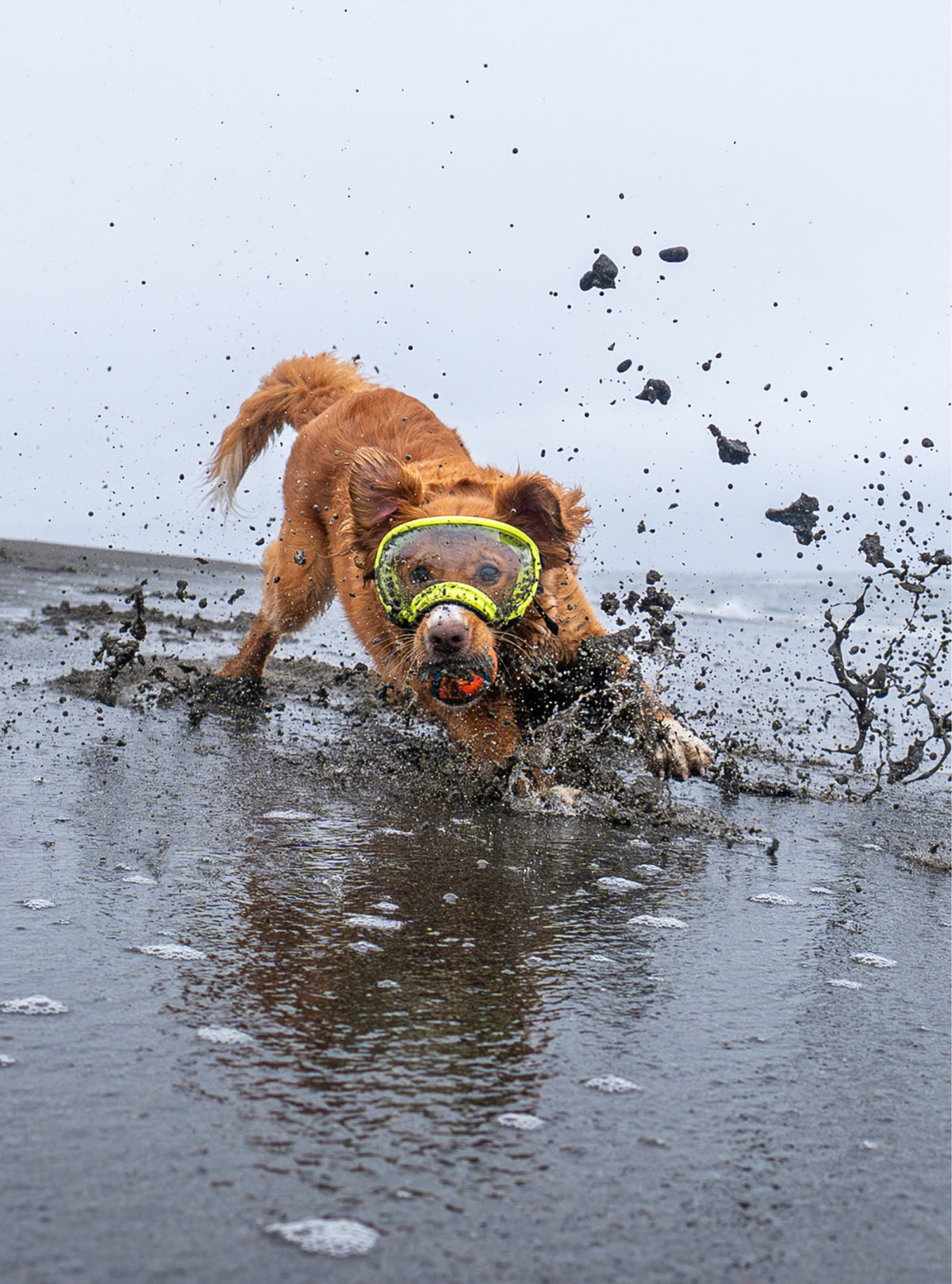 Goggles for Dogs - V2