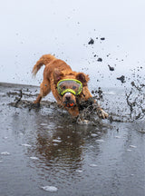 Goggles for Dogs - V2