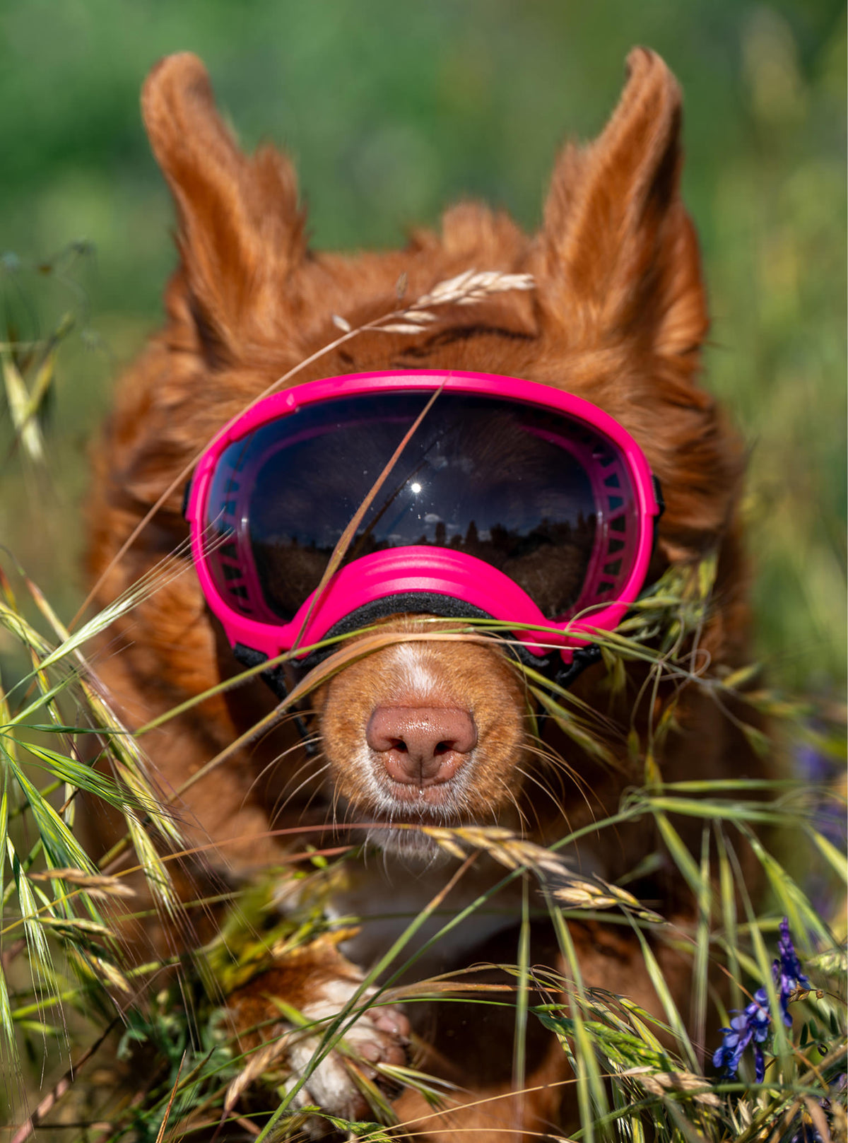 Goggles for Dogs - V2