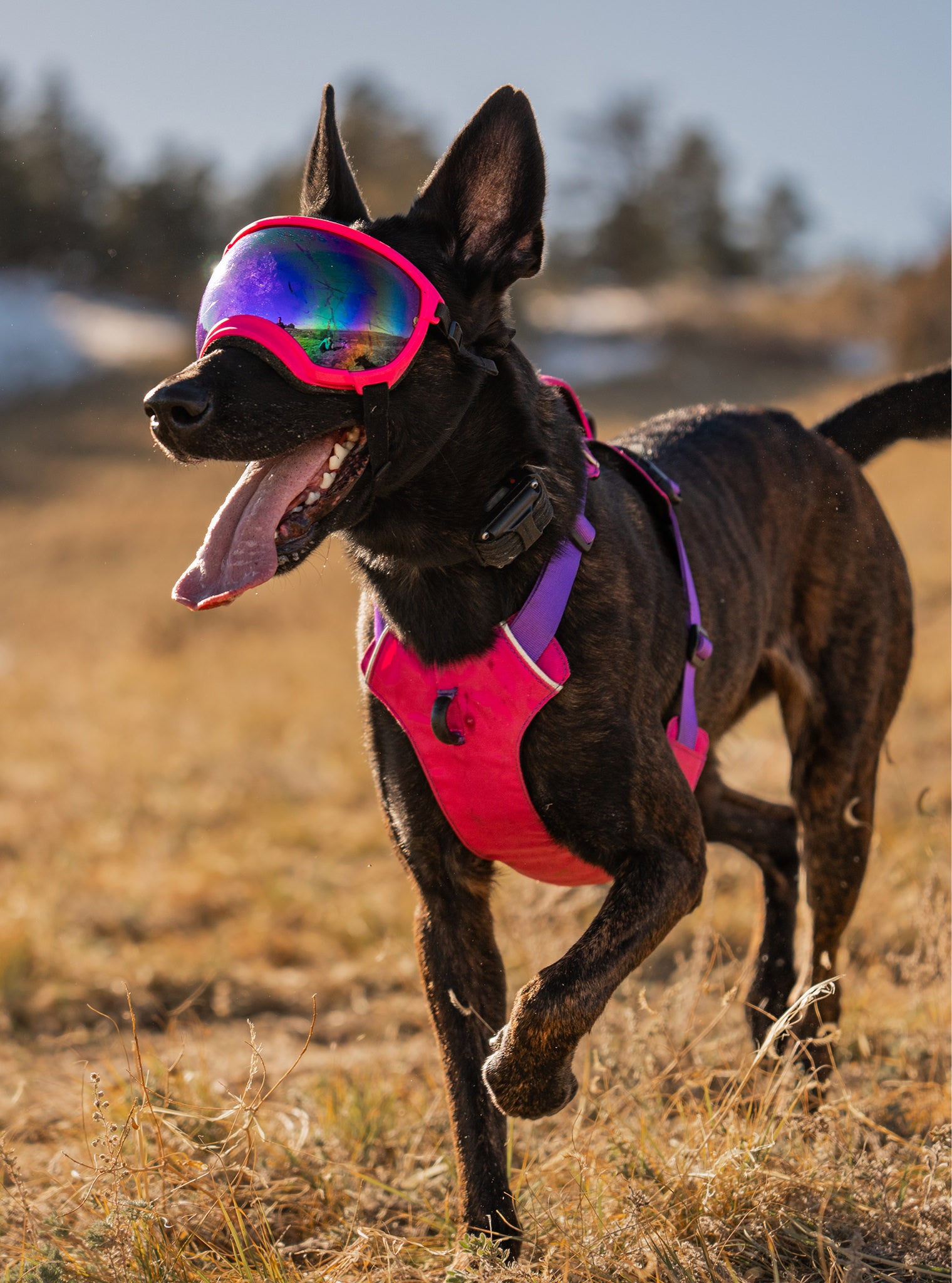 Strap Extender - Extend the Fit of Your Dog's Rex Specs