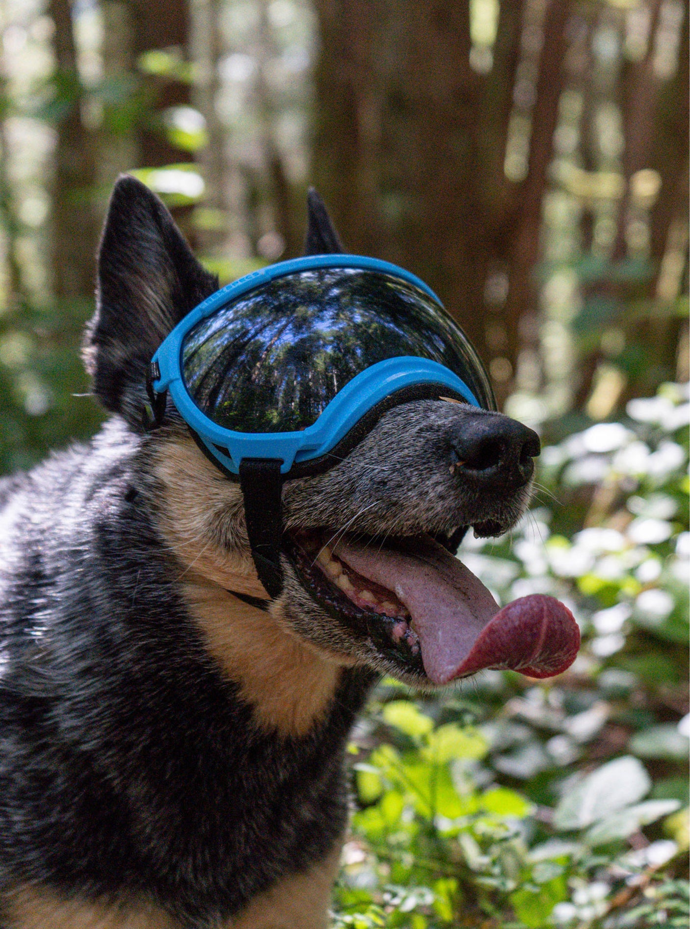 Goggles for Dogs - V2