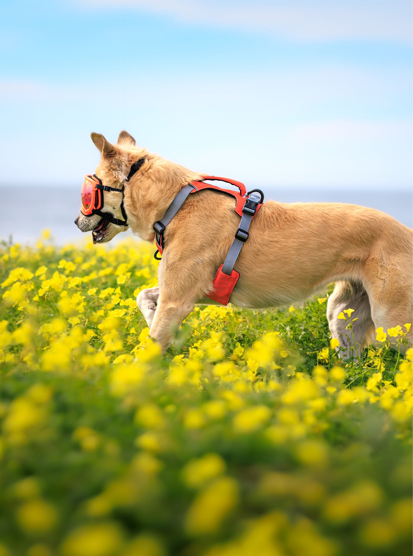 Trailhead Dog Harness