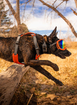 Trailhead Dog Harness