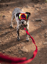 Trailhead Leash Dual Snap