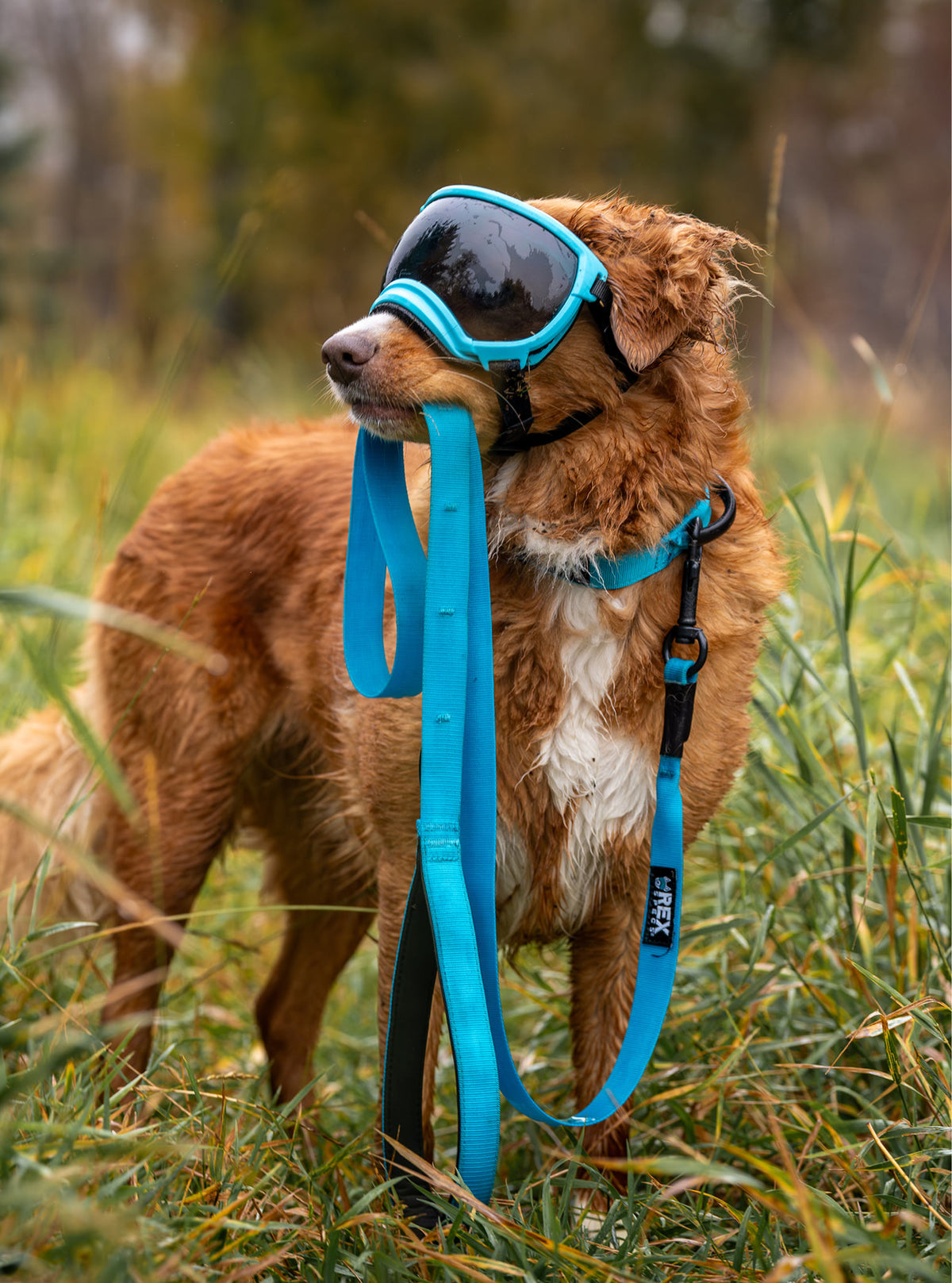Trailhead Leash Single Snap