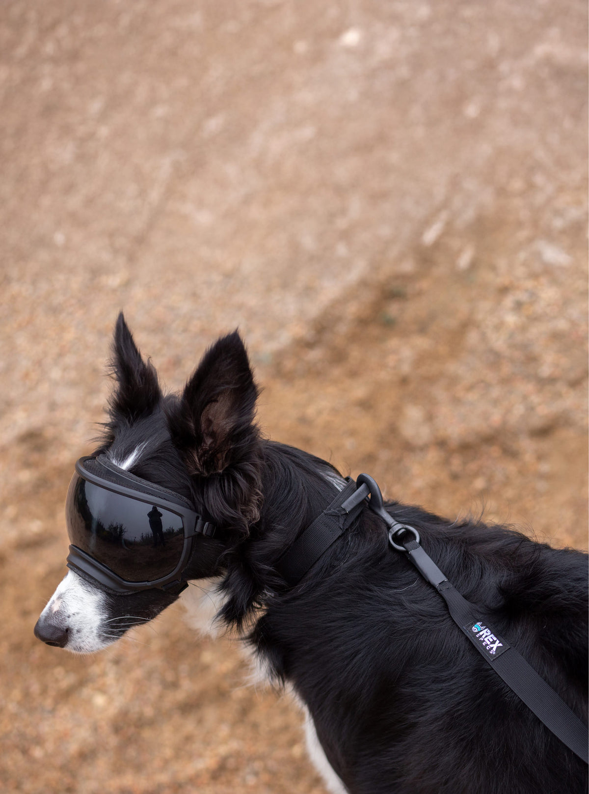 Trailhead Leash Single Snap