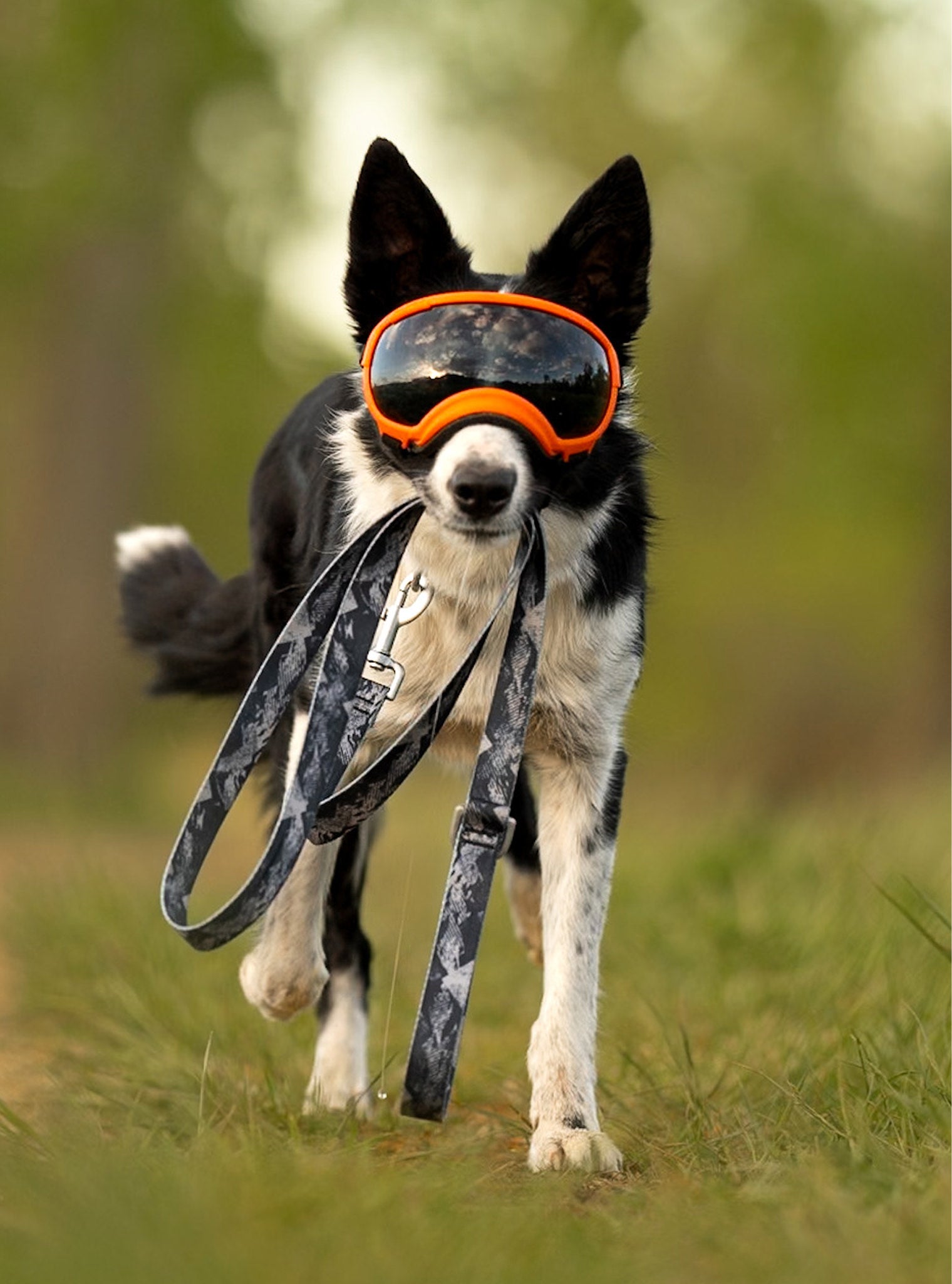 Trails End Leash - Strong and Reliable Adventure Leash - Rex Specs