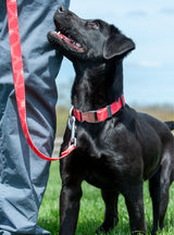Trails End Leash