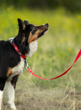 Trails End Leash