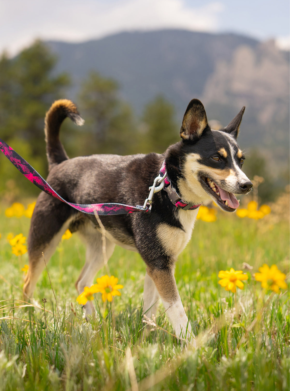 Trails End Leash