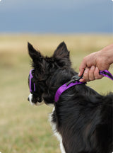 Crux Collar