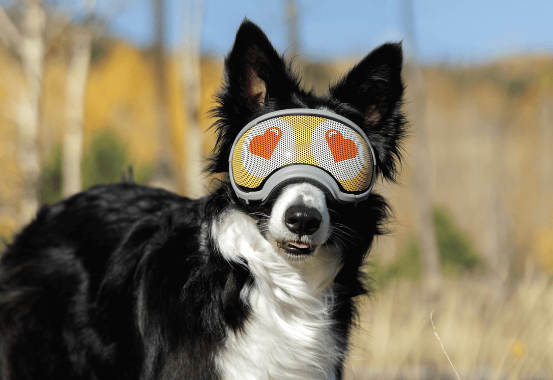 Lens Wraps Keep Your Dog's Rex Specs Lenses Clean & Scratch-Free