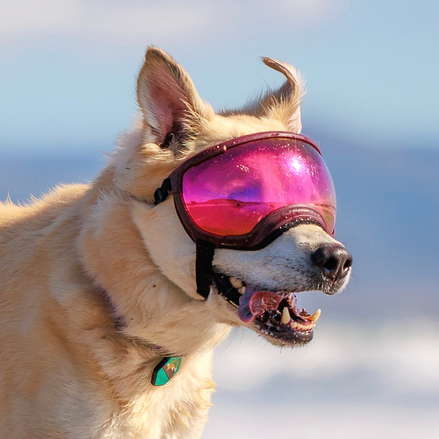 Goggles for Dogs - V2