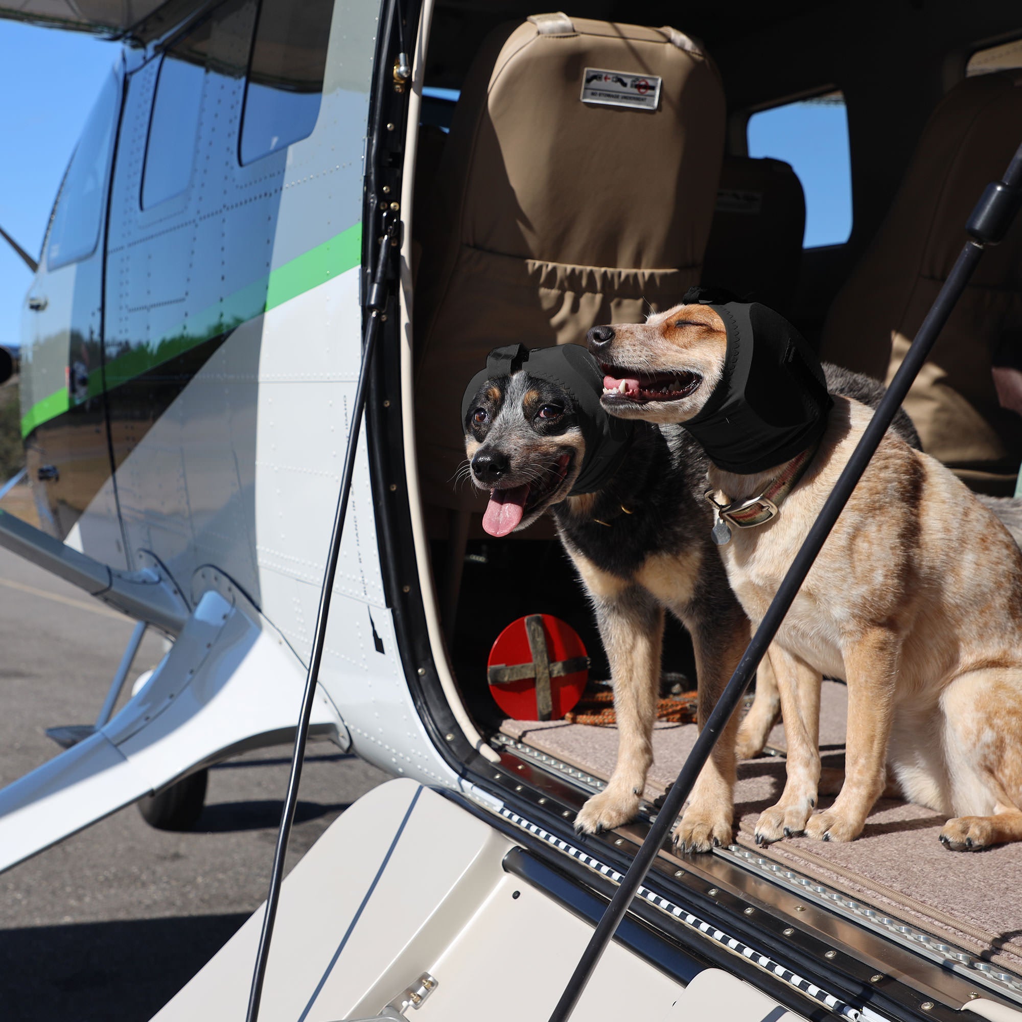 Buy Ear Pro for Dogs | Rex Specs