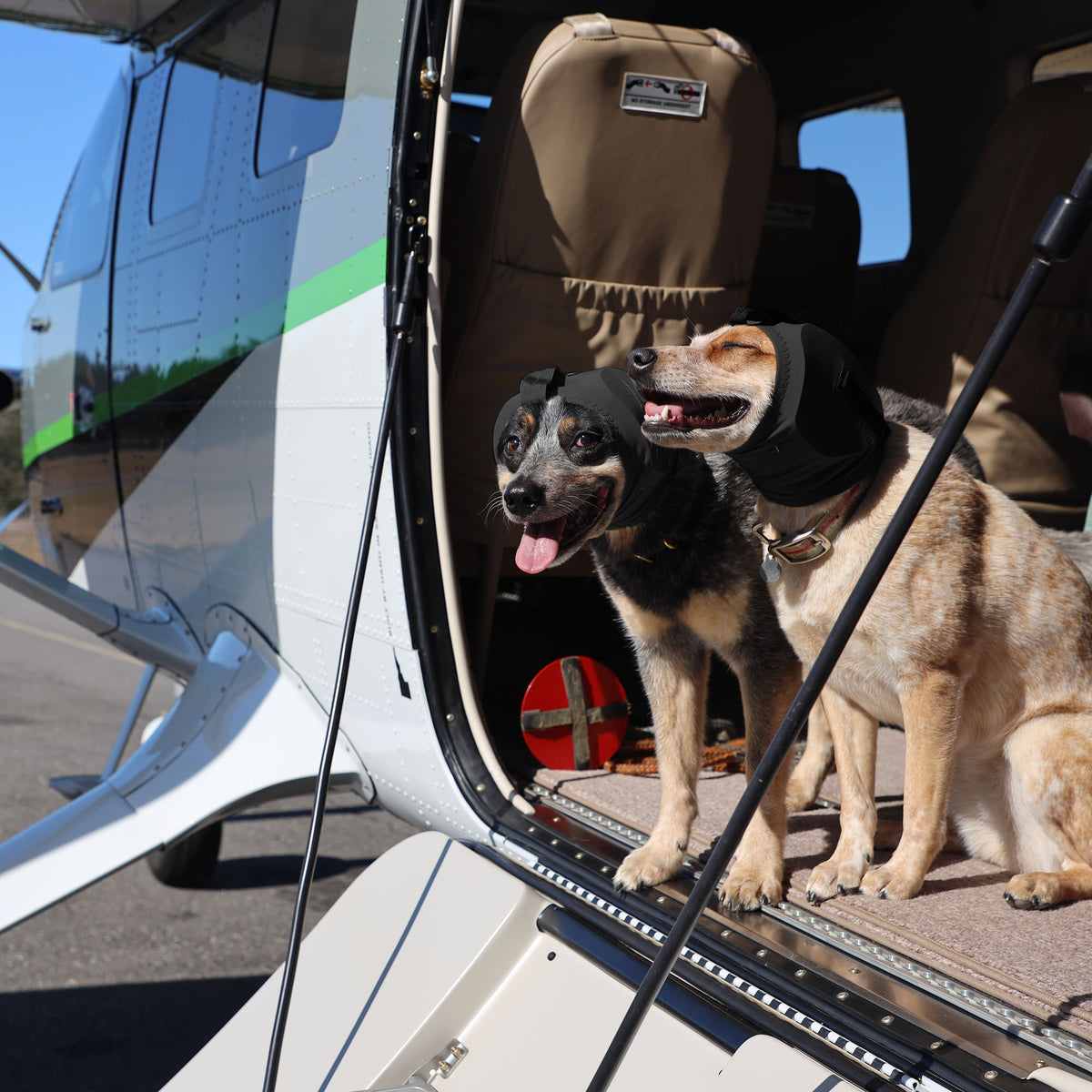 Buy Ear Pro for Dogs | Rex Specs