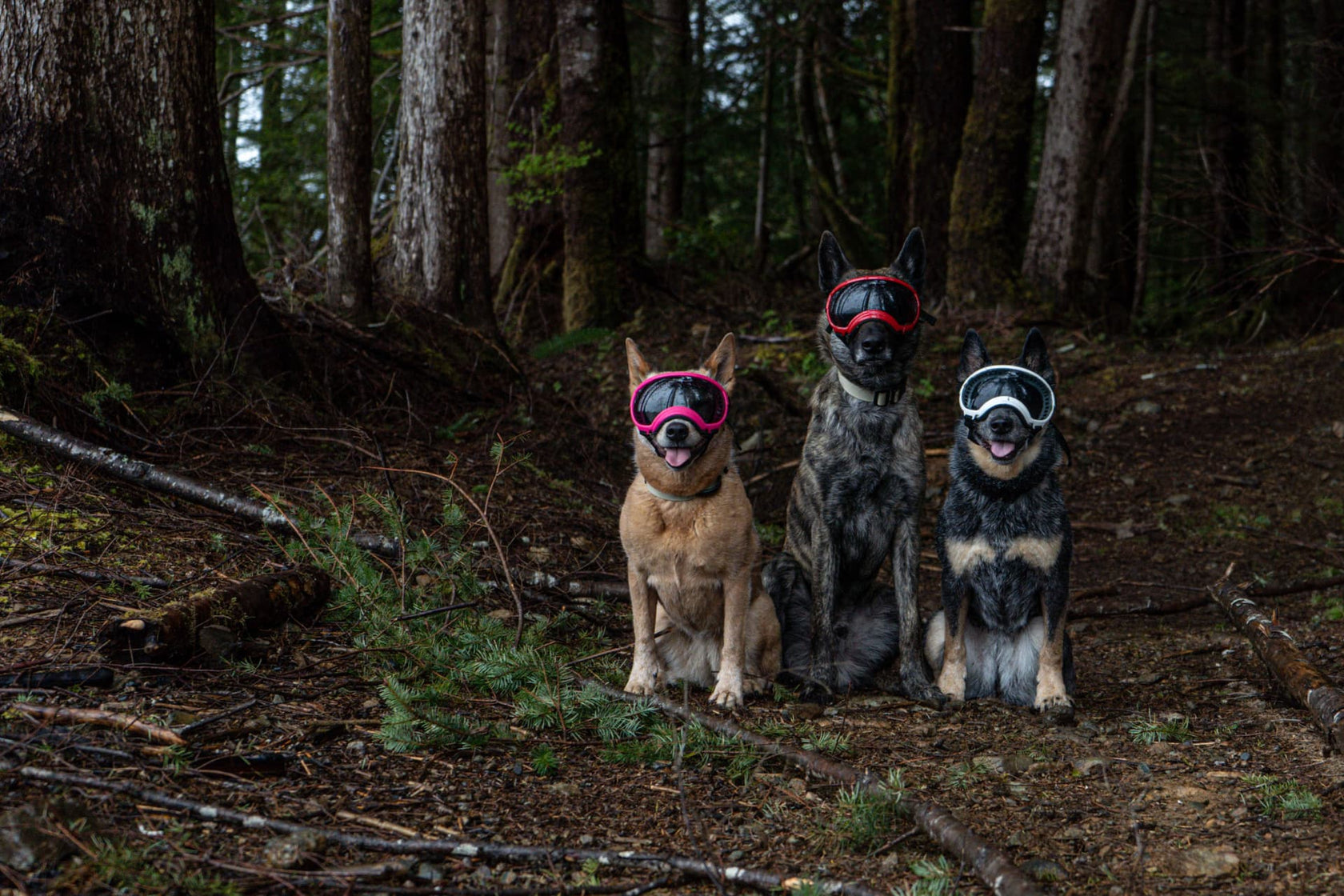 three dogs wearing rex specs goggles sitting in the woods